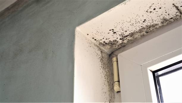 Best Post-Construction Mold Inspection  in Rio Rico, AZ