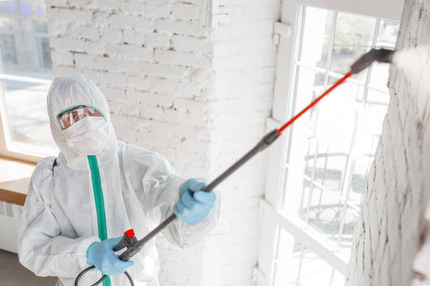 Best Water Damage & Mold Remediation  in Rio Rico, AZ