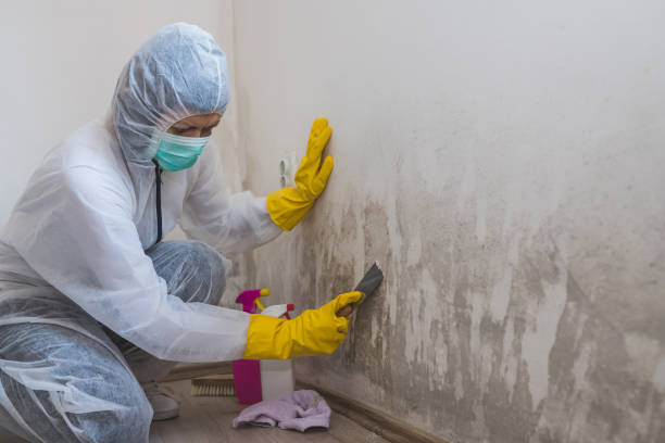 Best Crawl Space Mold Remediation  in Rio Rico, AZ