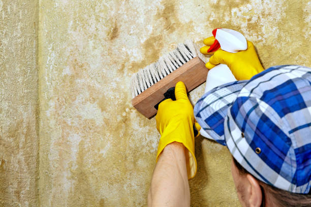 Mold Odor Removal Services in Rio Rico, AZ