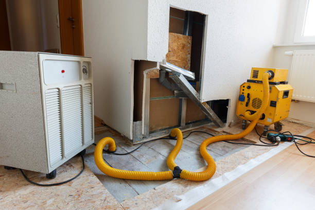 Best Attic Mold Removal  in Rio Rico, AZ