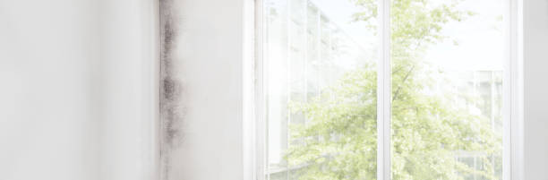 Best Mold-Related Health Consultation  in Rio Rico, AZ