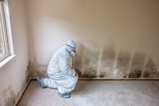 Mold Removal for HVAC Installations in Rio Rico, AZ